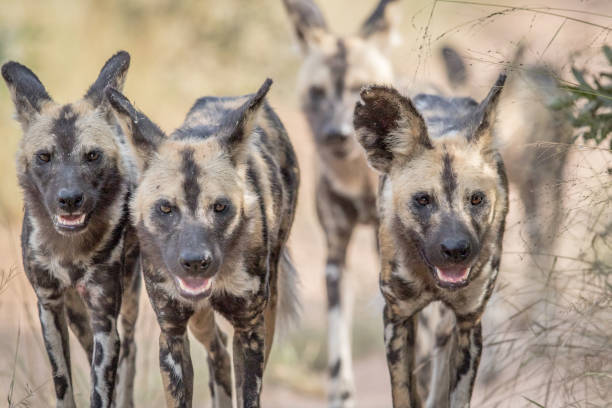istock African wild dogs walking towards the camera. 694495994