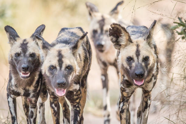 istock African wild dogs walking towards the camera. 694496000