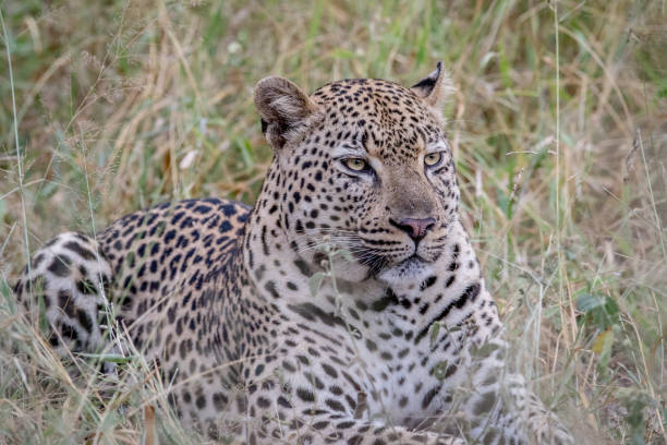 istock Big male Leopard laying down in the grass. 694496018