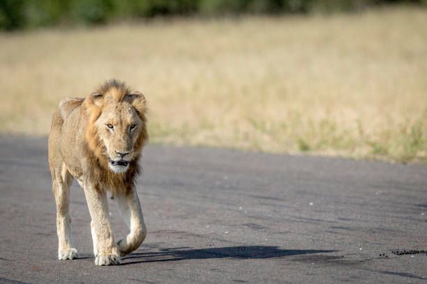 istock Young male Lion walking on the airstrip. 694496082