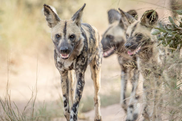 istock African wild dogs walking towards the camera. 694496130