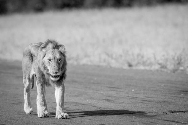 istock Young male Lion walking on the airstrip. 694496142