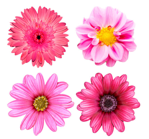 istock collection pink flower isolated on white background 694498666