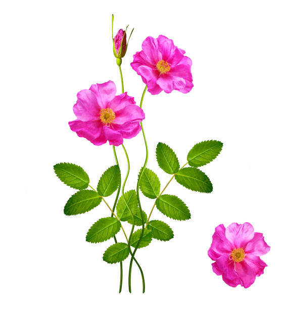 istock flower buds of roses 694498728