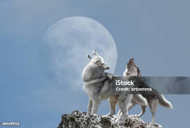 Two Wolves Howl At The Moon Stock Photo - Download Image Now - Wolf, Moon, Howling