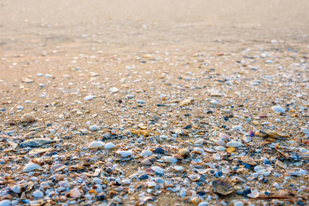 istock Sea shell on beach in the sunrise 694502252