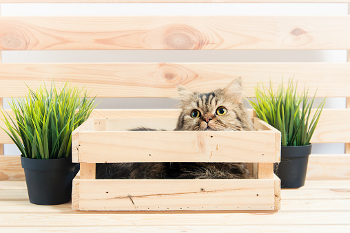 Young persian cat in wooden boxYoung persian cat in box with white background