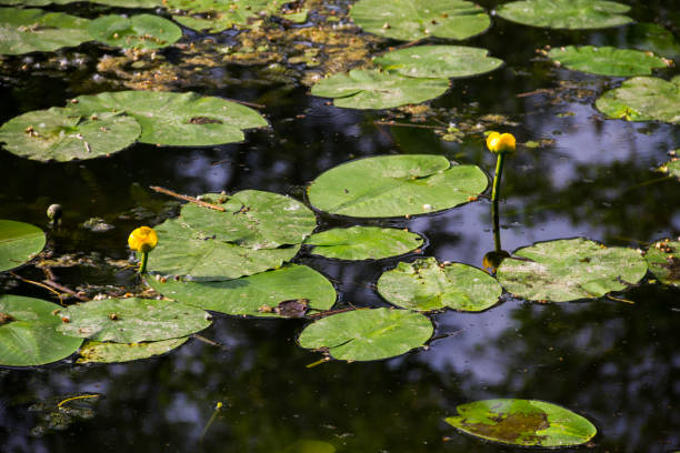istock Yellow water flowers (Nuphar Lutea) 694508058