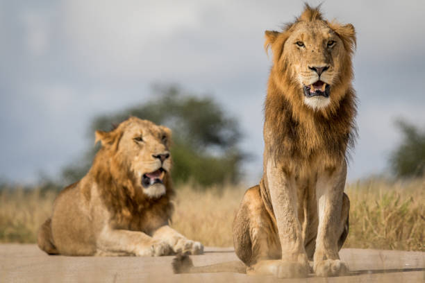istock Two young male Lion brothers in Kruger. 694508384