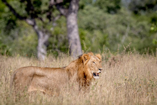 istock Young male Lion standing in the high grass. 694508390