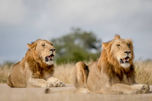 istock Two young male Lion brothers in Kruger. 694508394