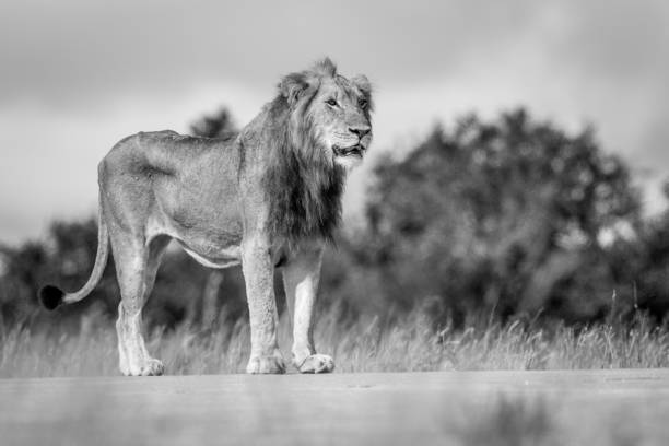 istock Young male Lion standing and looking. 694508396