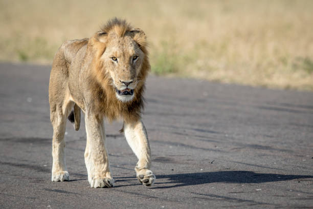 istock Young male Lion walking on the airstrip. 694508414