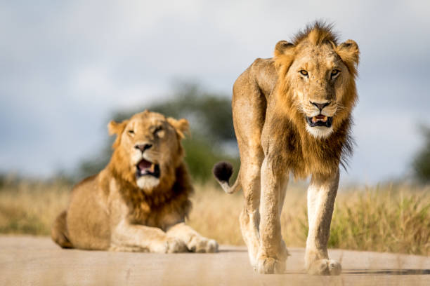 istock Two young male Lion brothers in Kruger. 694508426