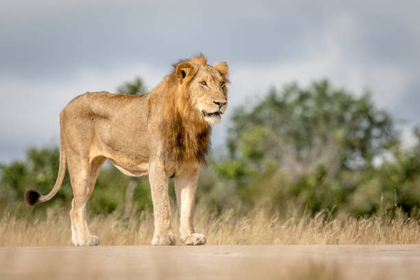 istock Young male Lion standing and looking. 694508432