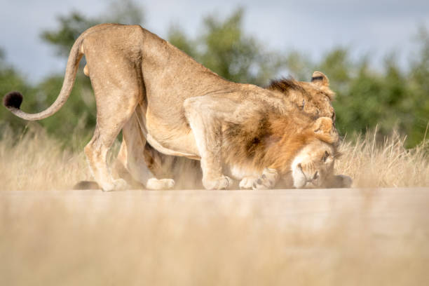 istock Two young male Lions bonding in Kruger. 694508454