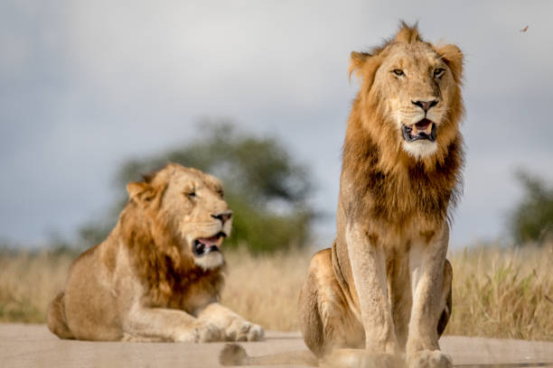 istock Two young male Lion brothers in Kruger. 694508472