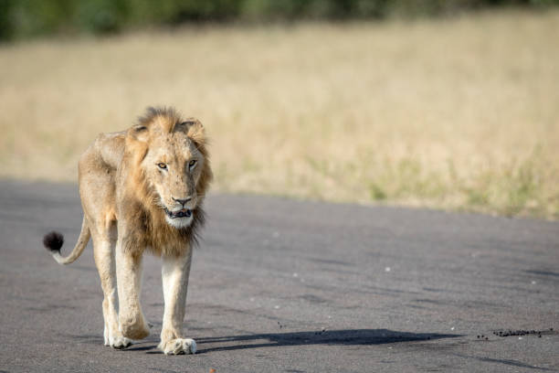 istock Young male Lion walking on the airstrip. 694508514