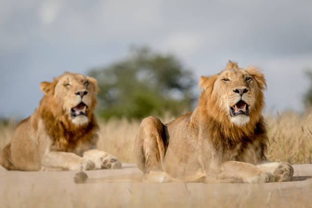 istock Two young male Lion brothers in Kruger. 694508520