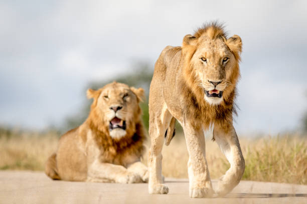 istock Two young male Lion brothers in Kruger. 694508532