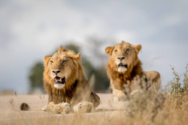 istock Two young male Lion brothers in Kruger. 694508558