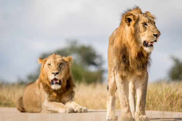 istock Two young male Lion brothers in Kruger. 694508638