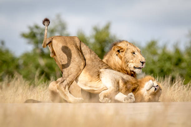 istock Two young male Lions bonding in Kruger. 694508640