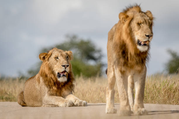 istock Two young male Lion brothers in Kruger. 694508646