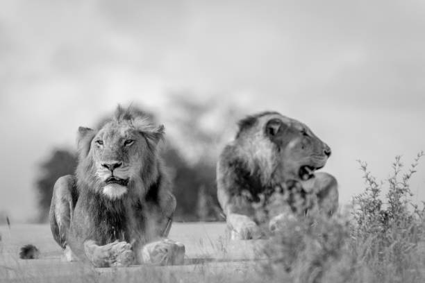 istock Two young male Lion brothers in black and white. 694508652