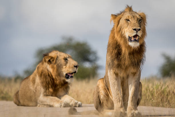 istock Two young male Lion brothers in Kruger. 694508674