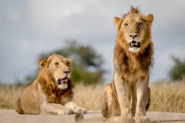 istock Two young male Lion brothers in Kruger. 694508718