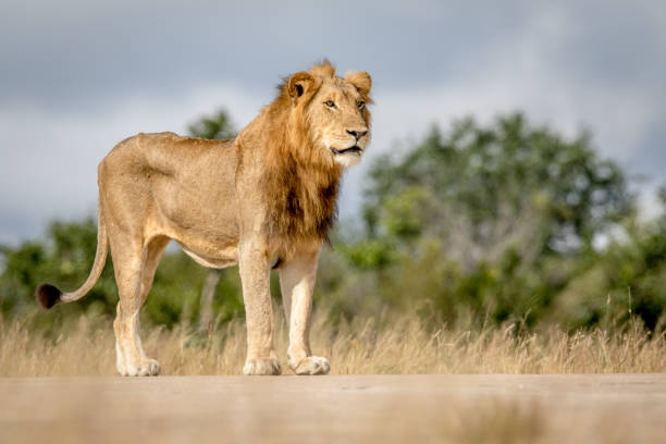 istock Young male Lion standing and looking. 694508720