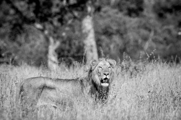 istock Young male Lion standing in the high grass. 694508734