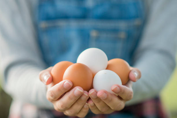 handful of eggs - chicken animal farm field imagens e fotografias de stock