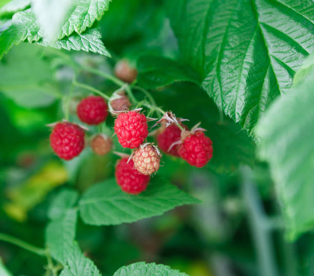 istock Lots of red ripe raspberries on a bush 694512158
