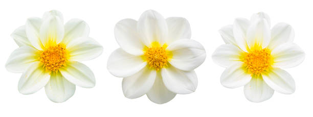 istock collection white chrysanthemum isolated on white background. 694512388