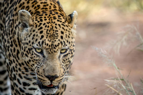 istock Close up of a big male Leopard head. 694515108