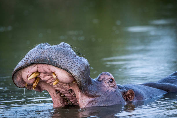 istock Hippo yawning in the water in Kruger. 694515128