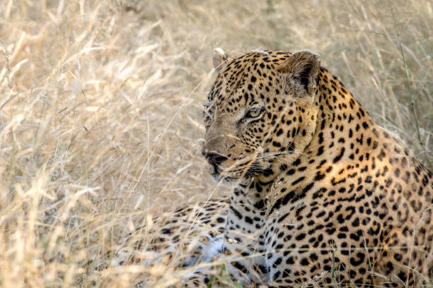 istock Big male Leopard laying in the high grass. 694515210