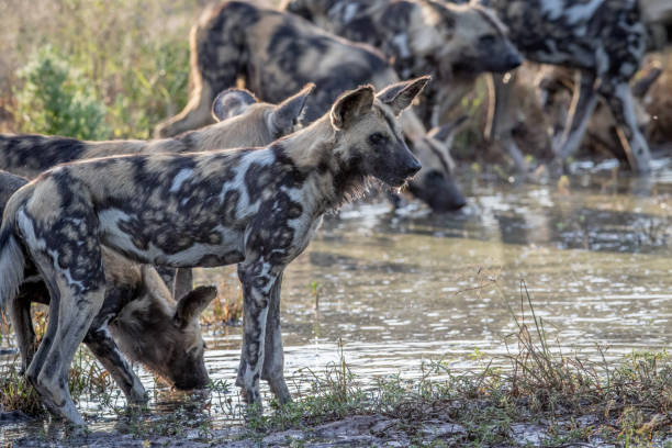 istock Pack of African wild dogs drinking. 694515260