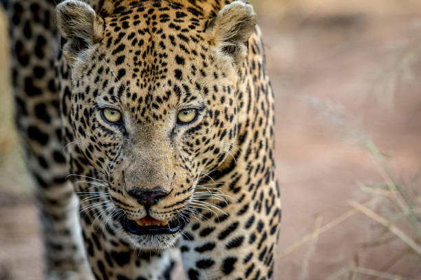 istock Close up of a big male Leopard head. 694515298