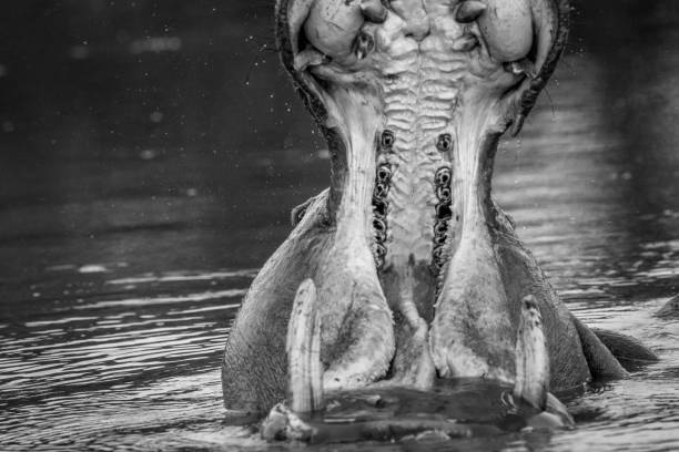 Hippo in Water Lettuce