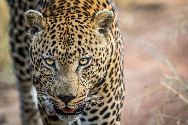 istock Close up of a big male Leopard head. 694515356