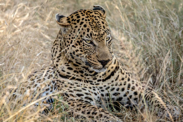 istock Big male Leopard laying in the high grass. 694515370