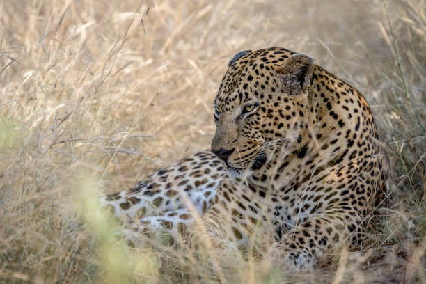 istock Big male Leopard laying in the high grass. 694521320