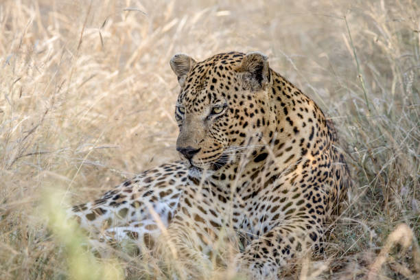 istock Big male Leopard laying in the high grass. 694521380