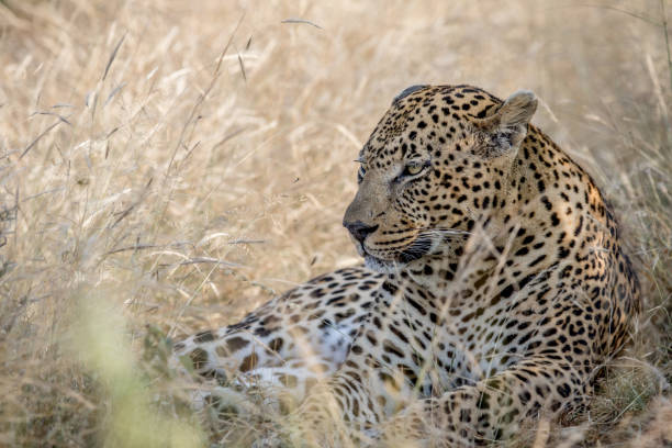 istock Big male Leopard laying in the high grass. 694521426