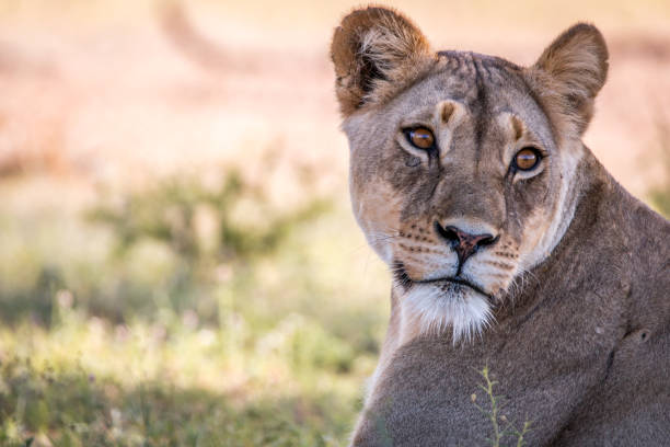 istock Lioness looking back in the Kgalagadi. 694521468