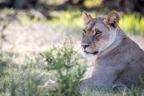 istock Side profile of a Lioness in Kgalagadi. 694521472