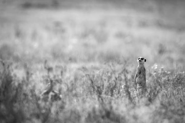 istock Meerkat on the lookout in black and white. 694521526